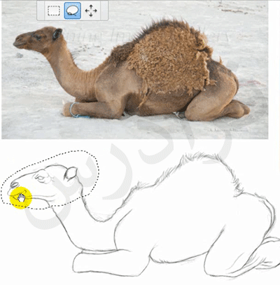 آموزش نرم افزار SketchBook Pro (اسکچ بوک) برای طراحی آناتومی حیوانات
