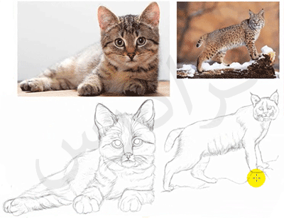 آموزش نرم افزار SketchBook Pro (اسکچ بوک) برای طراحی آناتومی حیوانات