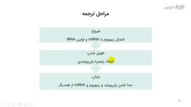 مراحل فرایند ترجمه