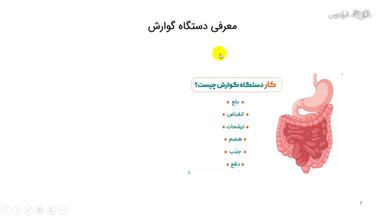 شناخت دستگاه گوارش و مسیر گوارش غذا