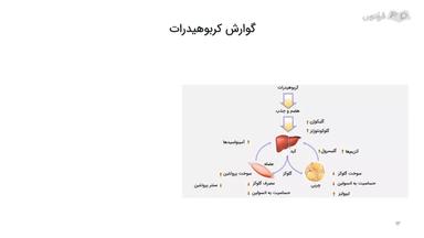 نحوه گوارش ترکیبات غذایی در دستگاه گوارش