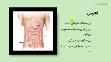 آناتومی