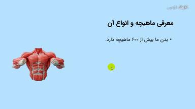 معرفی ماهیچه و انواع آن
