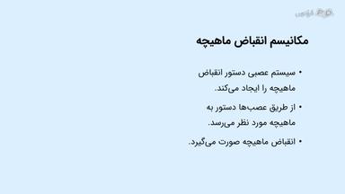 مکانیسم انقباض ماهیچه