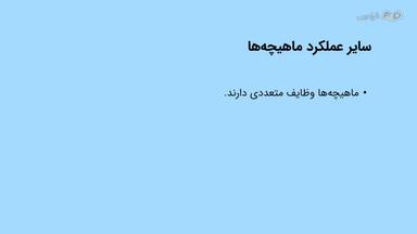 عملکرد ماهیچه‌ها و راه‌های افزایش سلامت آن