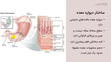 عملکرد و ساختار دیواره معده
