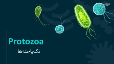 انواع و ویژگی‌های تک‌یاخته‌ها (Protozoa)