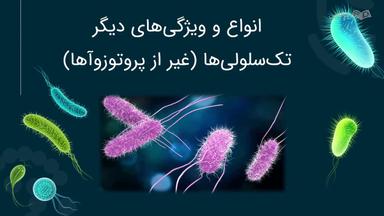 انواع و ویژگی‌های دیگر تک‌سلولی‌ها (غیر از پروتوزوآها)