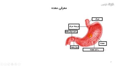 معده و ساختار آن در گوارش
