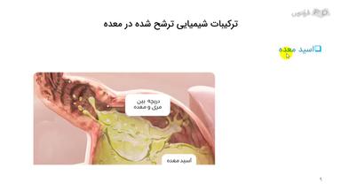 نقش آنزیم‌ها و اسید معده در گوارش