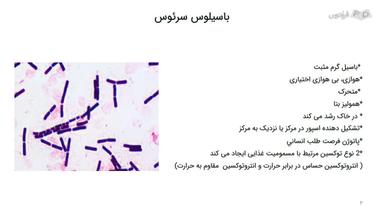 ساختار باسیلوس سرئوس
