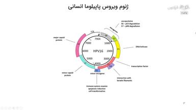 ساختار ویروس پاپیلوما انسانی