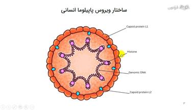 ژنوم ویروس پاپیلوما انسانی