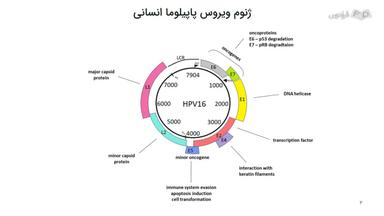 عملکرد ژن‌های ویروس پاپیلومای انسانی