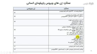 چرخه تکثیر ویروس پاپیلوما انسانی