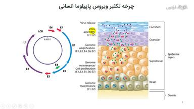 بیماری‌زایی ویروس پاپیلوما انسانی