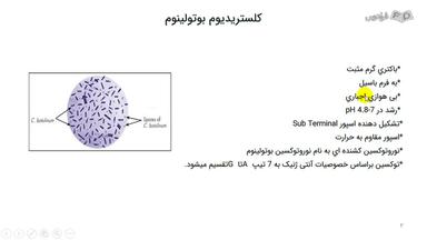 ساختار نوروتوکسین بوتولینوم
