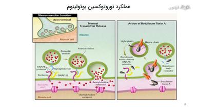 عملکرد نوروتوکسین بوتولینوم
