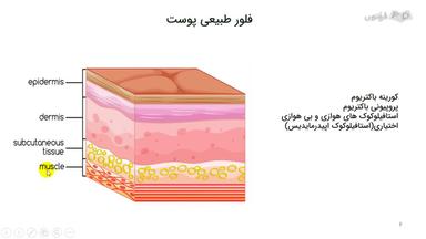 فلور طبیعی پوست