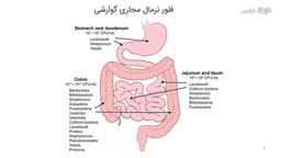 فلور طبیعی مجری گوارشی