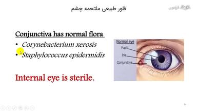 فلور طبیعی ملتحمه چشم