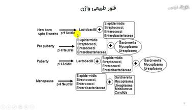 فلور طبیعی واژن