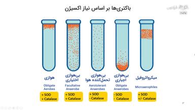 چکیده