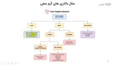 مثال‌هایی از باکتری‌های گرم منفی