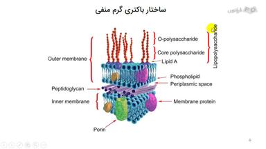 ساختار باکتری‌های گرم منفی