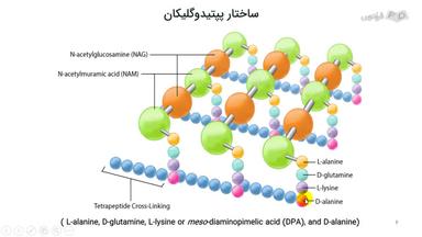 ساختار پپتیدوگلیکان