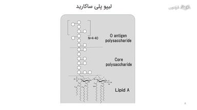 لیپو پلی ساکارید