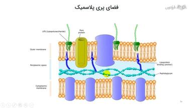 فضای پری پلاسمیک