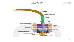 تاژه باکتریایی