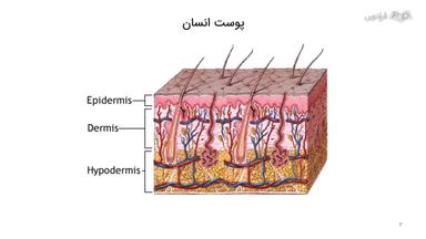 ساختار لایه‌های پوست انسان