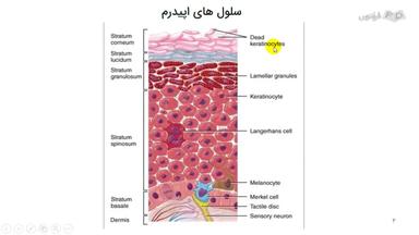 سلول‌های اپیدرم