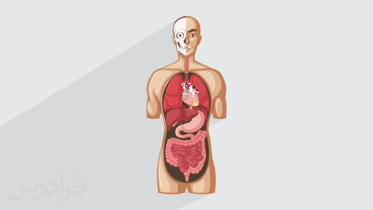 آموزش فیزیولوژی انسان پیشرفته – ویژه فعالیت ورزشی | فرادرس