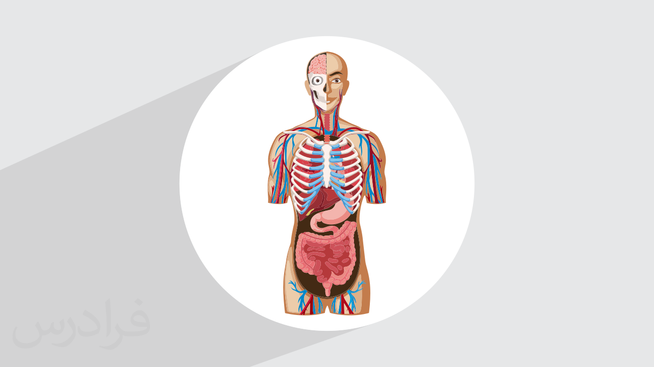 مولاژ آناتومی نیم تنه بدن انسان چیست و چه کاربردی دارد؟ | فرادرس