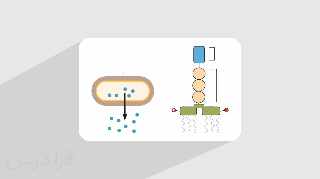 آموزش اندوتوکسین و اگزوتوکسین در صنایع غذایی + انواع، ساختار و تفاوت‌ها (رایگان)