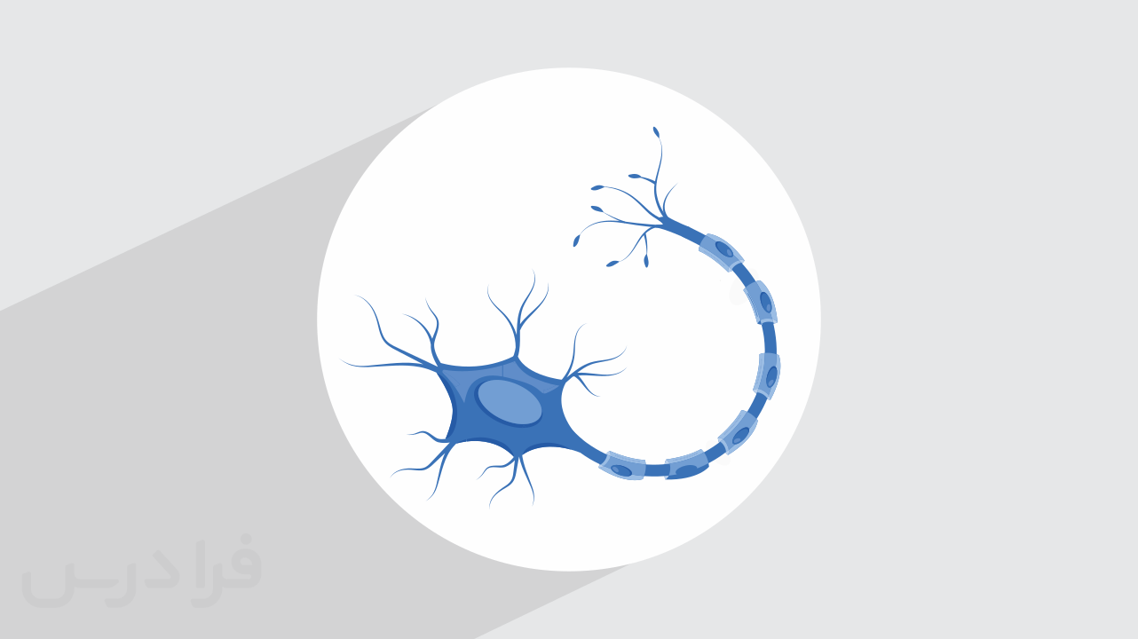 سیستم عصبی بدن چیست؟ + ساختار، اجزا و عملکرد (فیلم آموزش رایگان)