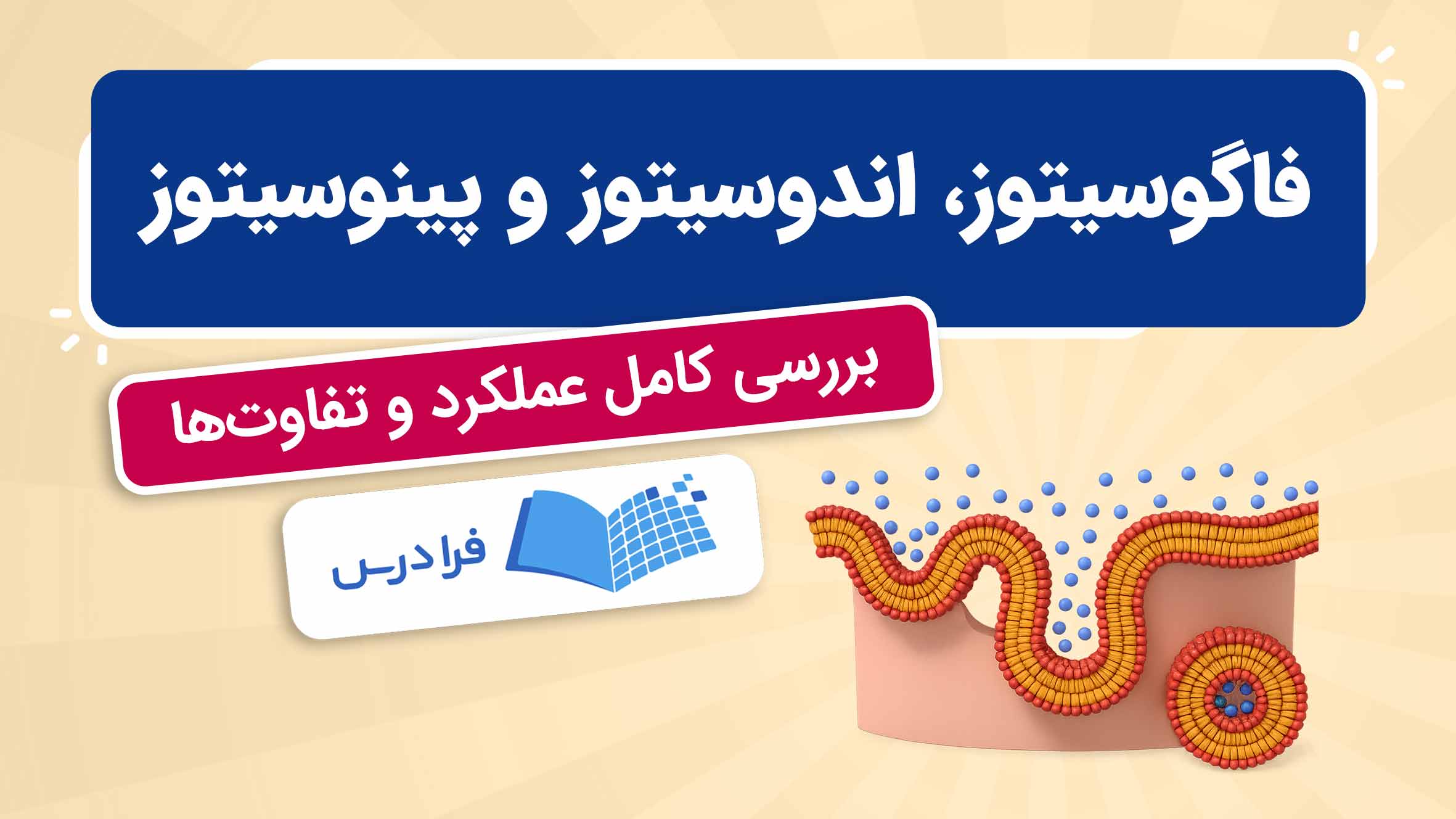 فیلم آموزش فاگوسیتوز، اندوسیتوز و پینوسیتوز