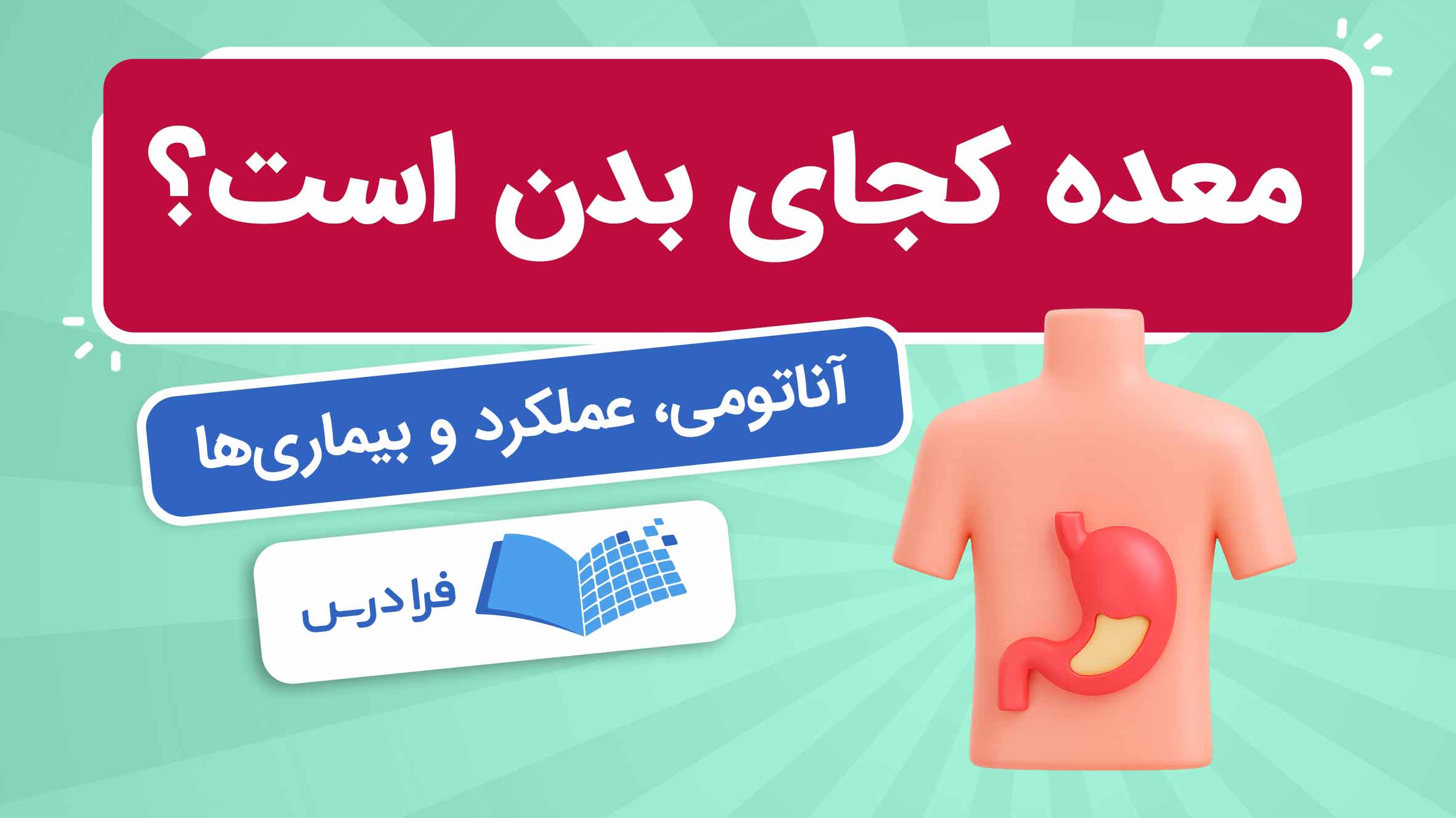 فیلم آموزش آناتومی و عملکرد معده