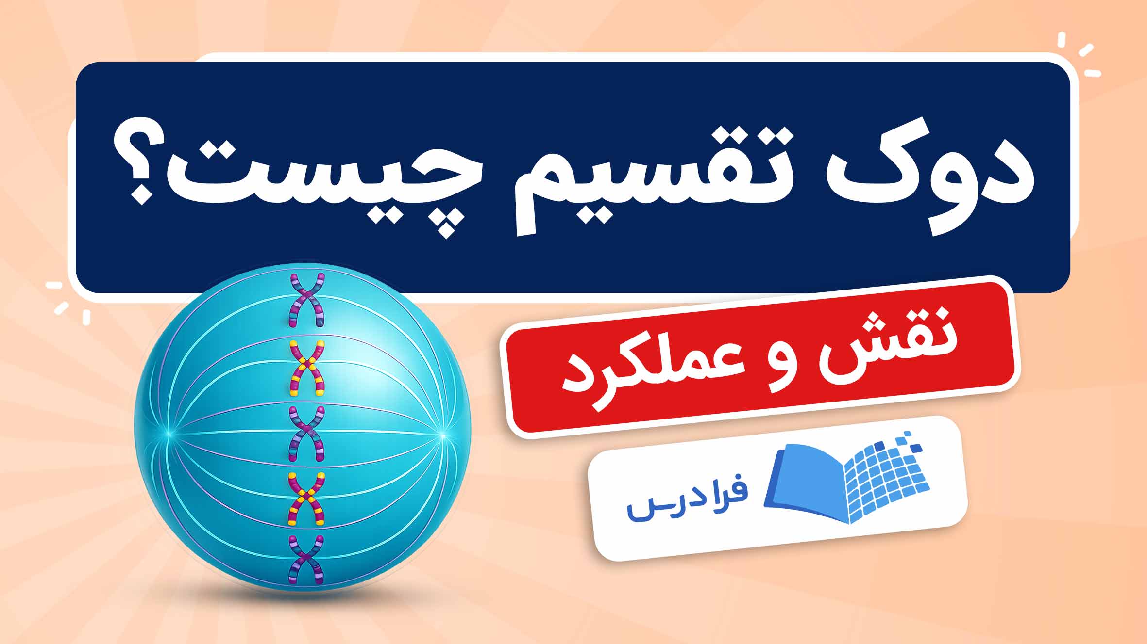 فیلم آموزش دوک تقسیم و عملکرد آن در فرادرس