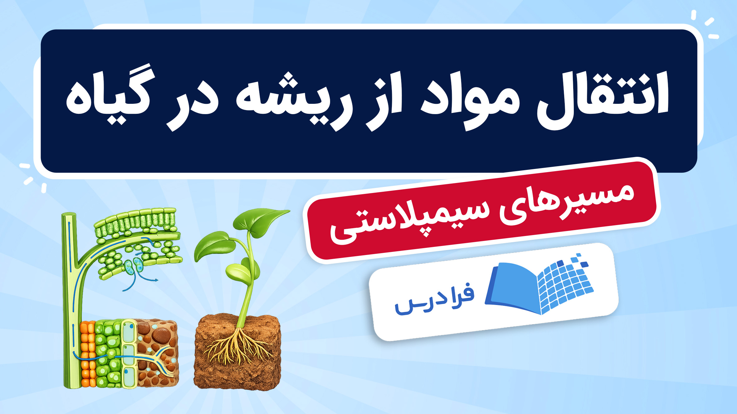 فیلم آموزش انتقال مواد از عرض ریشه در گیاه در فرادرس