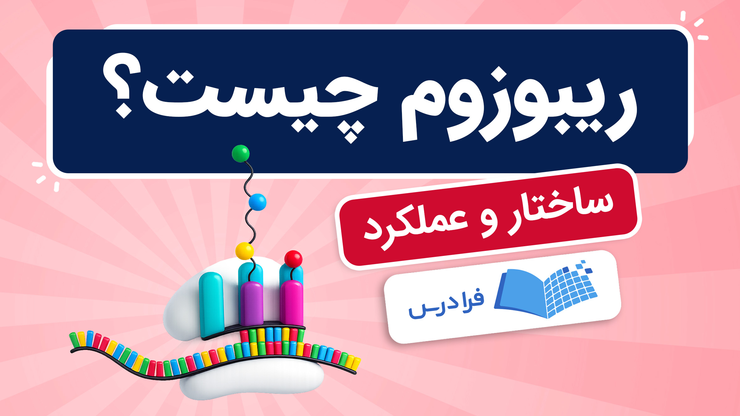فیلم آموزش ساختار و عملکرد ریبوزوم